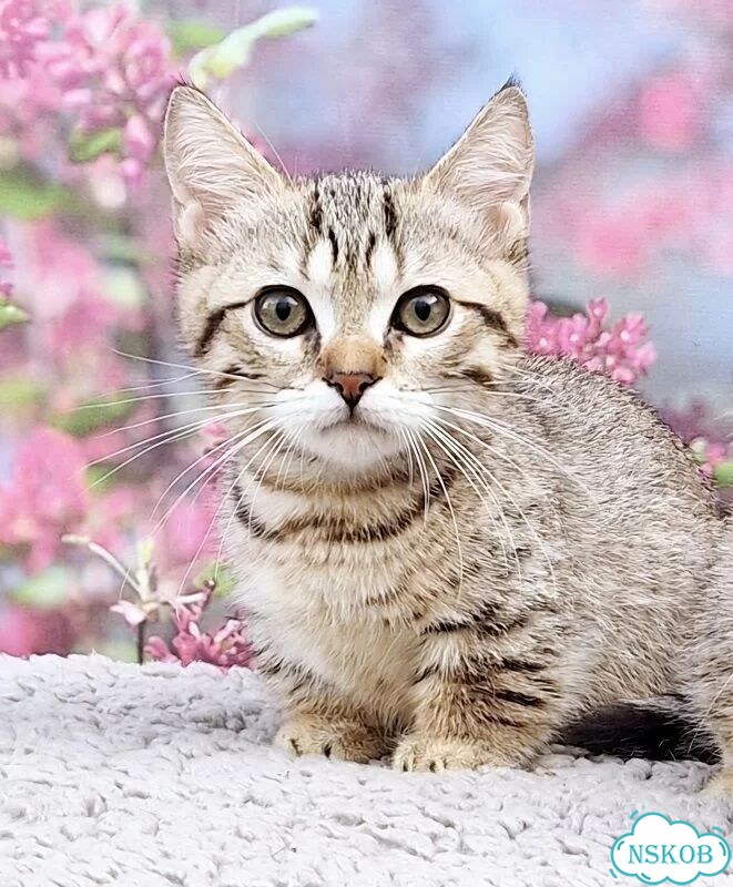Манчкин котёнок фото 1