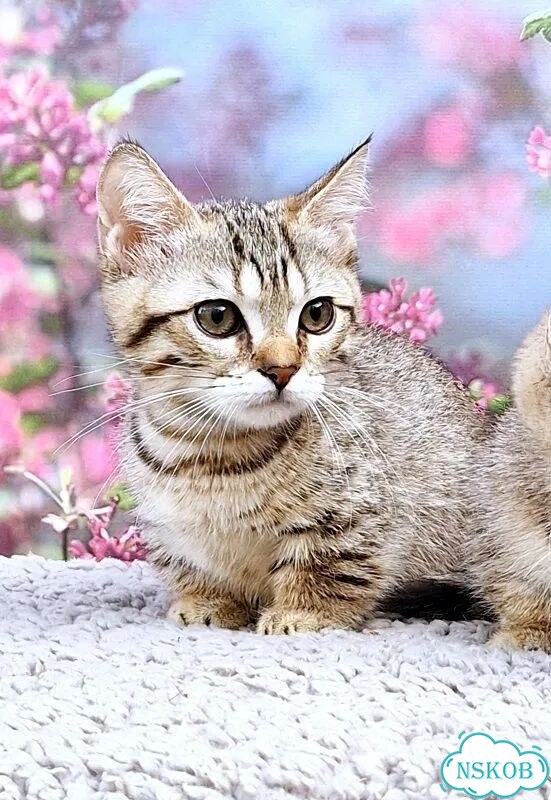 Манчкин котёнок фото 2