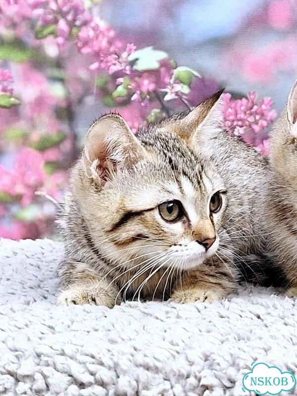 Манчкин котёнок фото 3