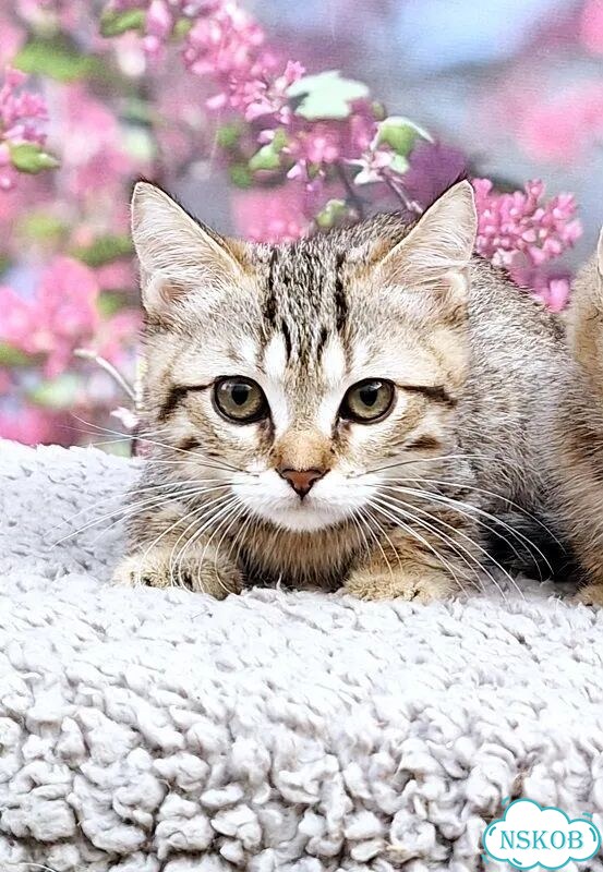Манчкин котёнок фото 4