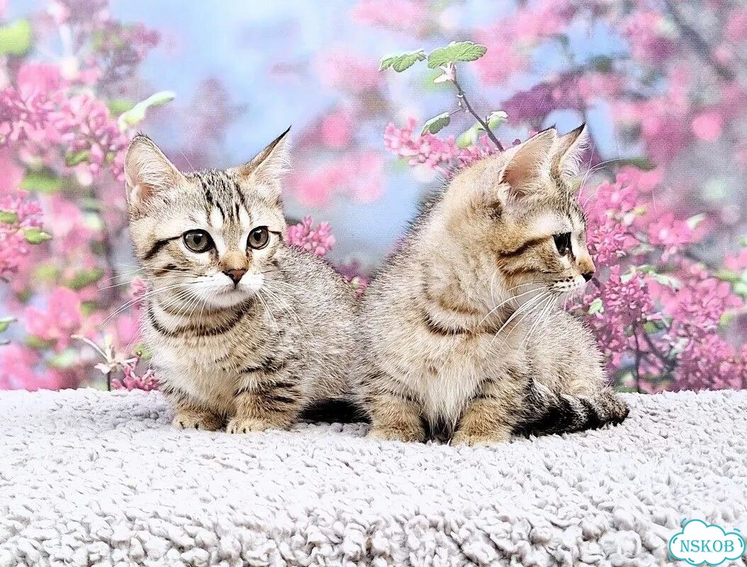 Манчкин котёнок фото 6