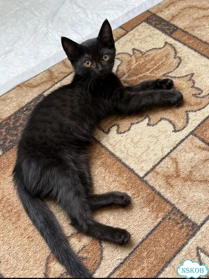 Котёнок в добрые руки фото 1