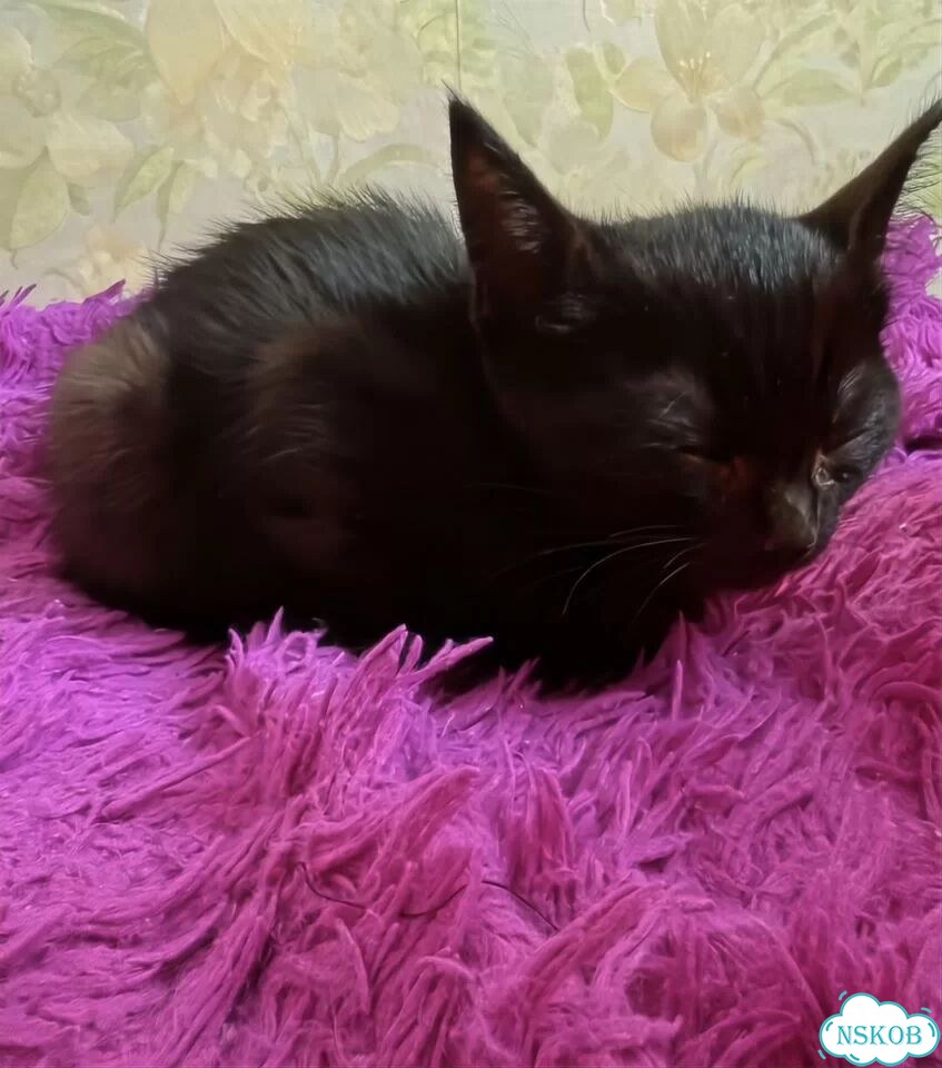 Котёнок в добрые руки фото 2