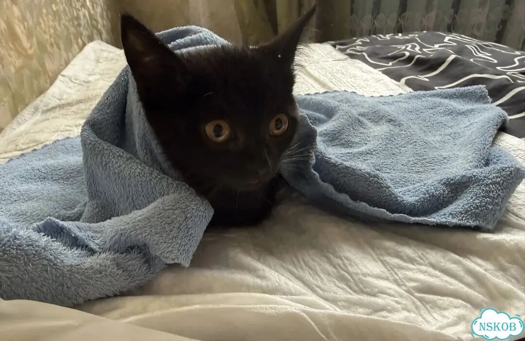 Котёнок в добрые руки фото 3