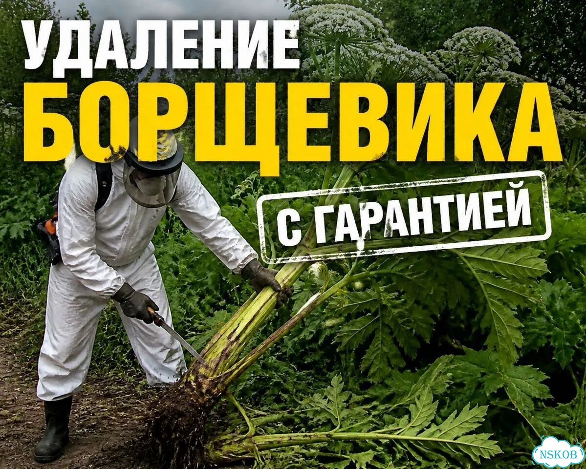 Удаление борщевика на участке фото 1