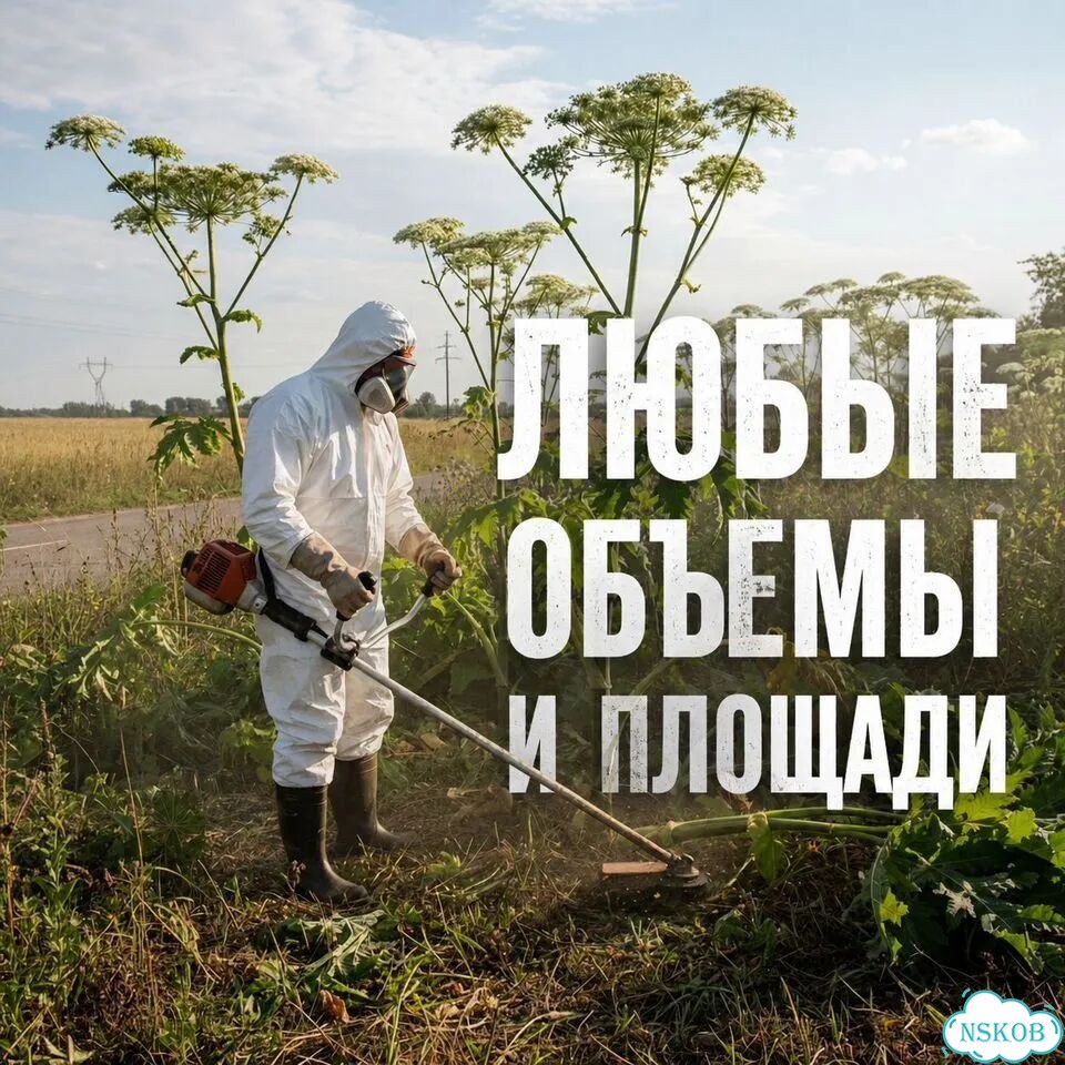 Удаление борщевика на участке фото 3
