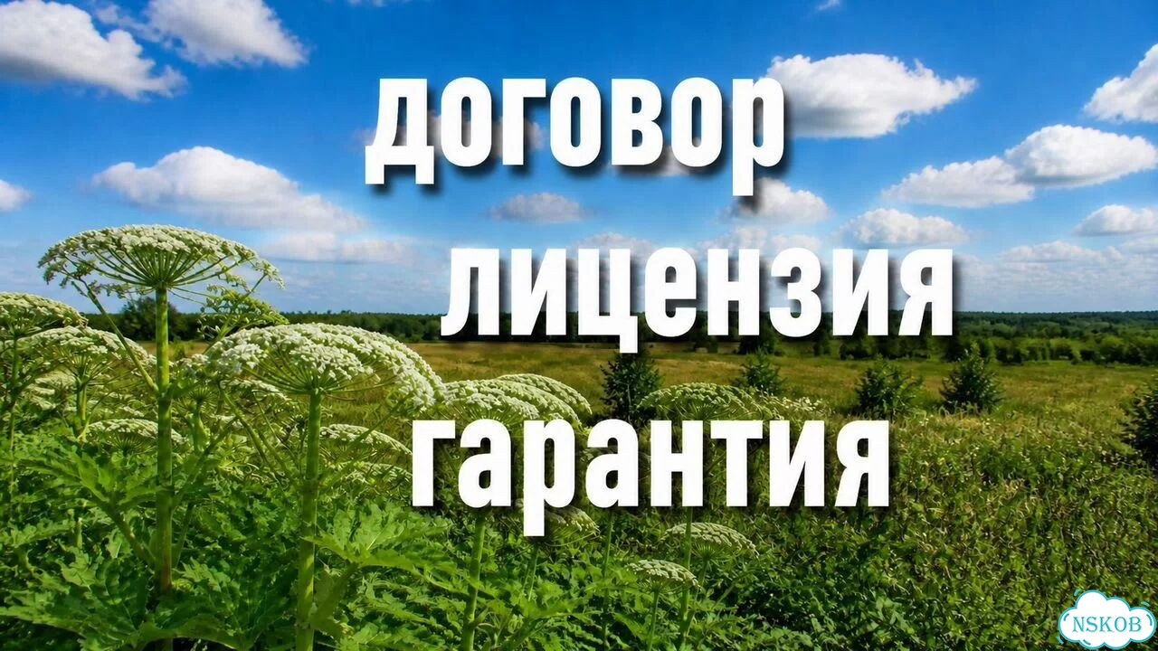 Удаление борщевика на участке фото 4