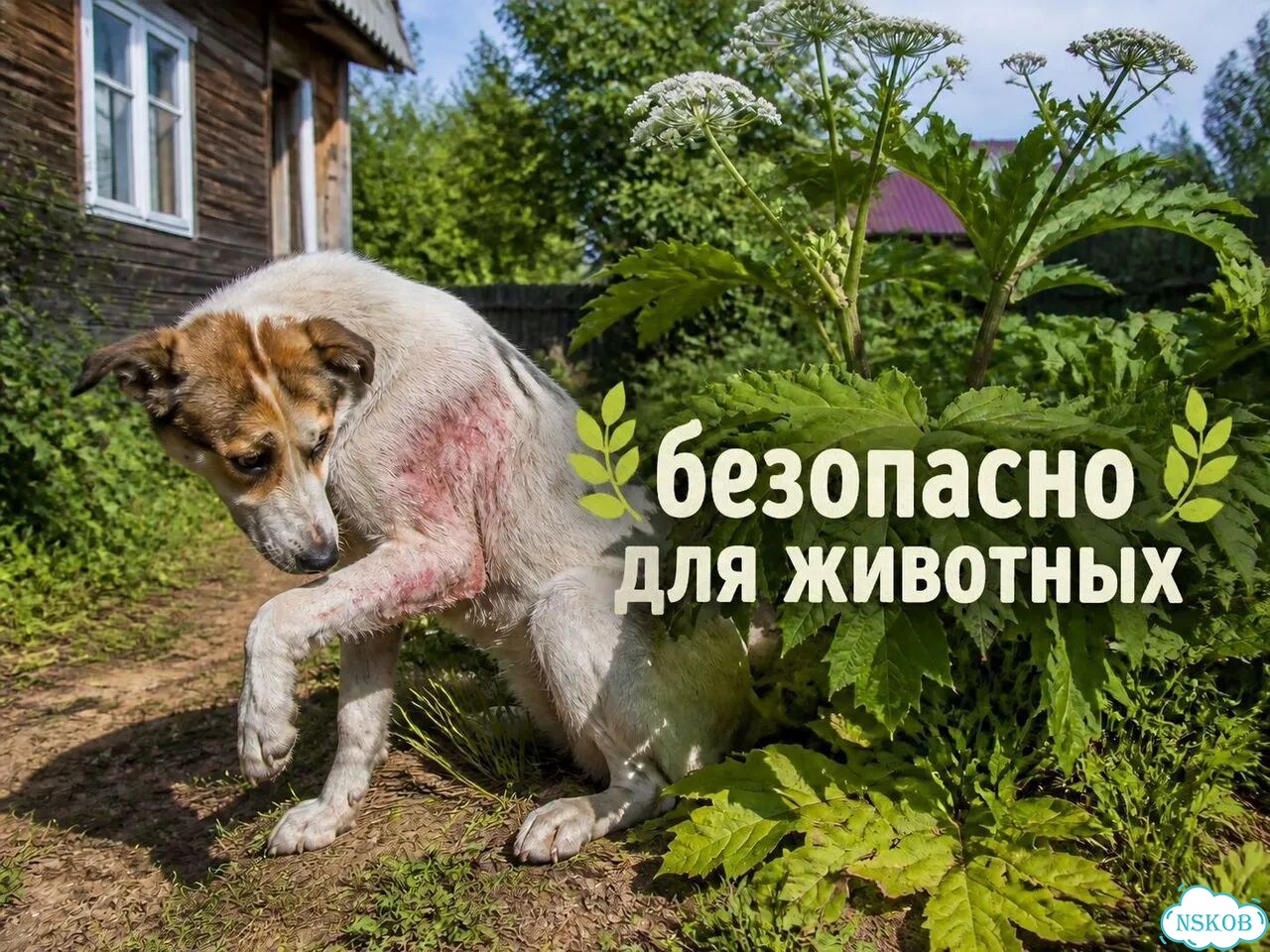 Удаление борщевика на участке фото 5