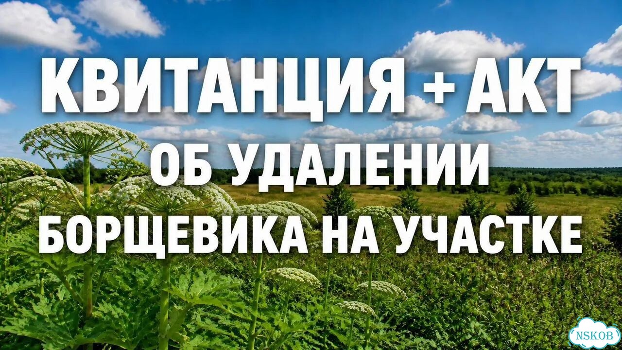 Удаление борщевика на участке фото 6