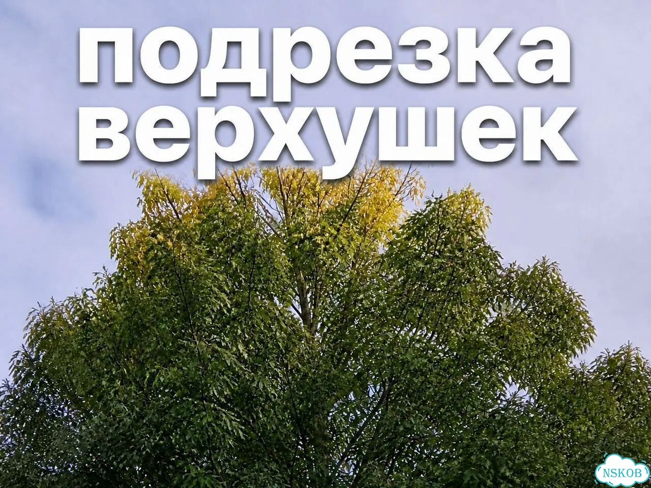 Лечение, Спил и обрезка деревьев фото 3