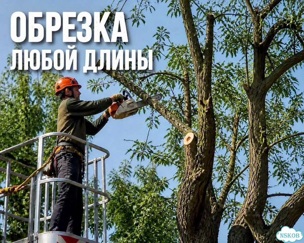Лечение, Спил и обрезка деревьев фото 5