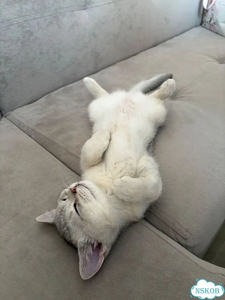 Шотландский прямоухий длинношёрстный котёнок фото 1