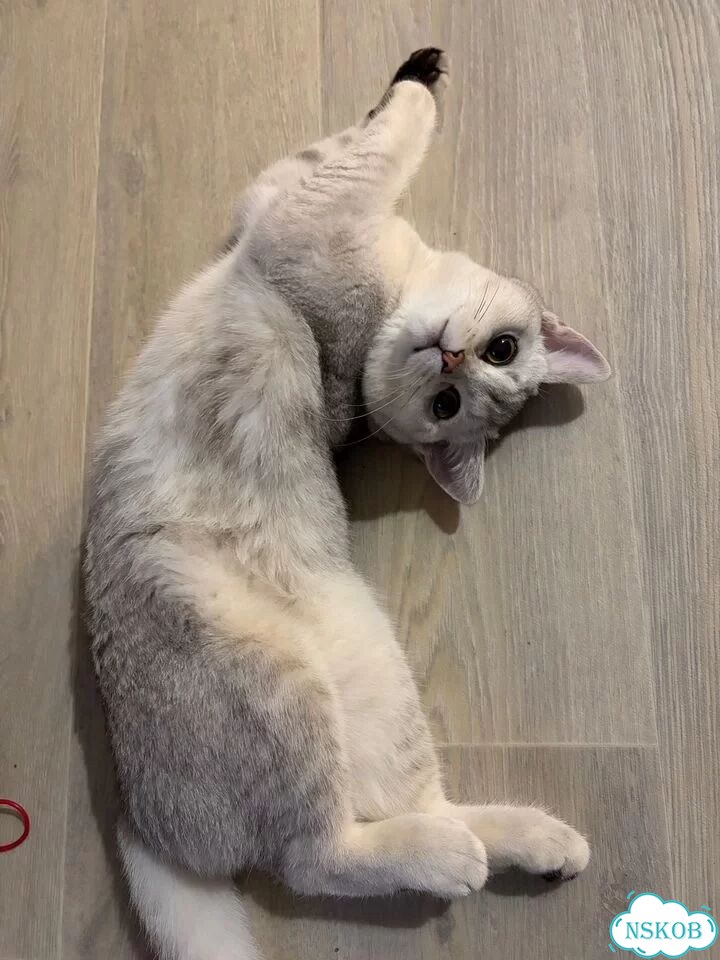Шотландский прямоухий длинношёрстный котёнок фото 2