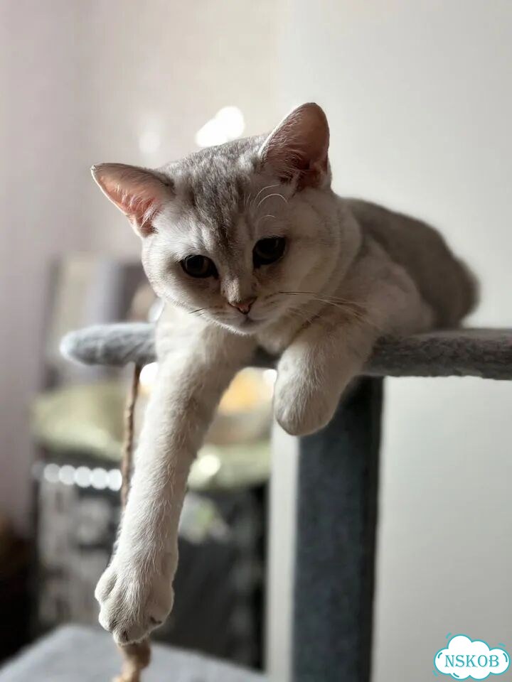 Шотландский прямоухий длинношёрстный котёнок фото 3