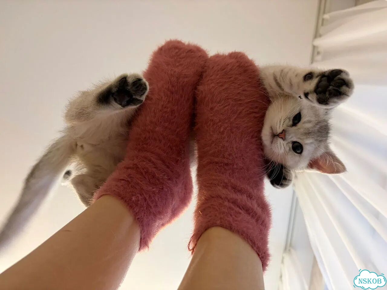 Шотландский прямоухий длинношёрстный котёнок фото 4