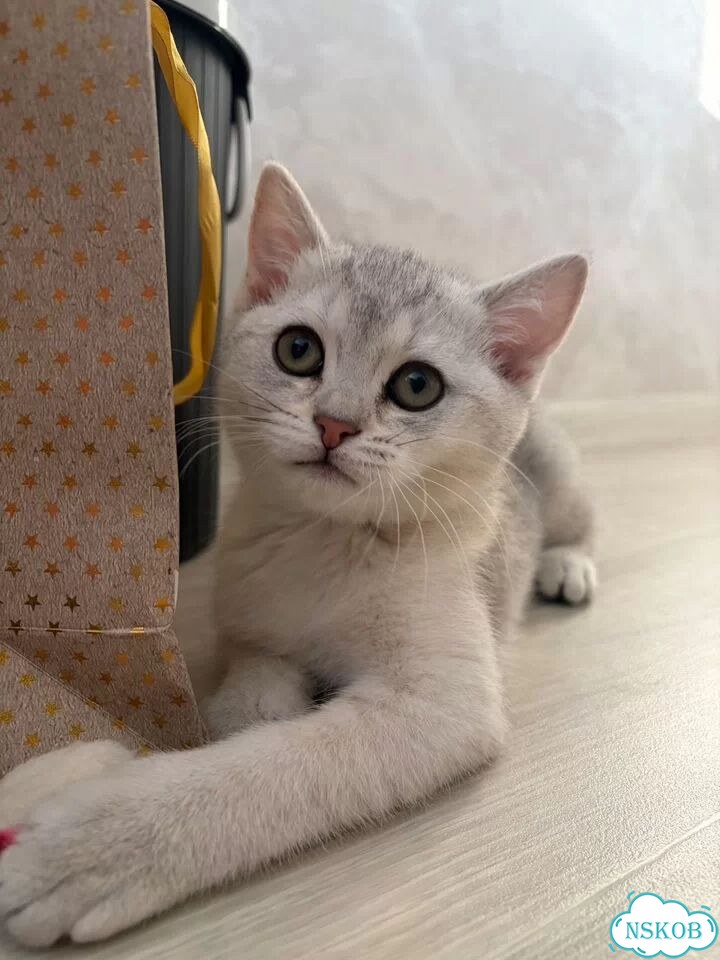 Шотландский прямоухий длинношёрстный котёнок фото 5