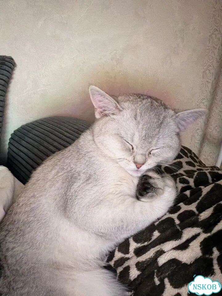 Шотландский прямоухий длинношёрстный котёнок фото 7