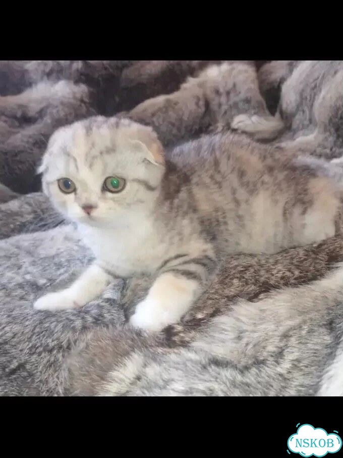 Шотландский вислоухий короткошёрстный котёнок фото 1