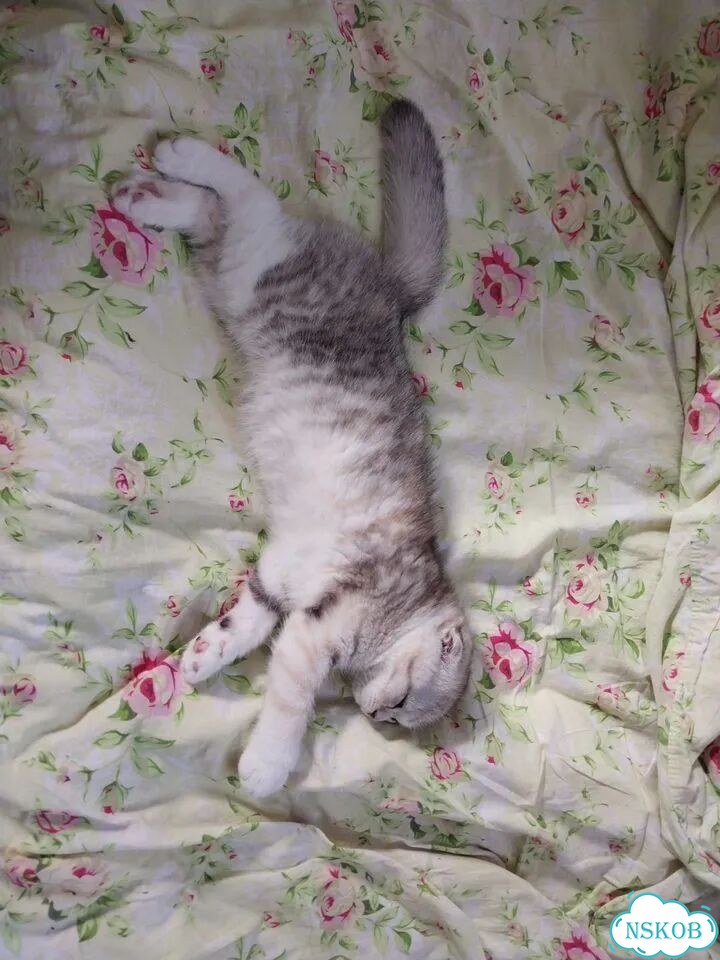 Шотландский вислоухий короткошёрстный котёнок фото 2