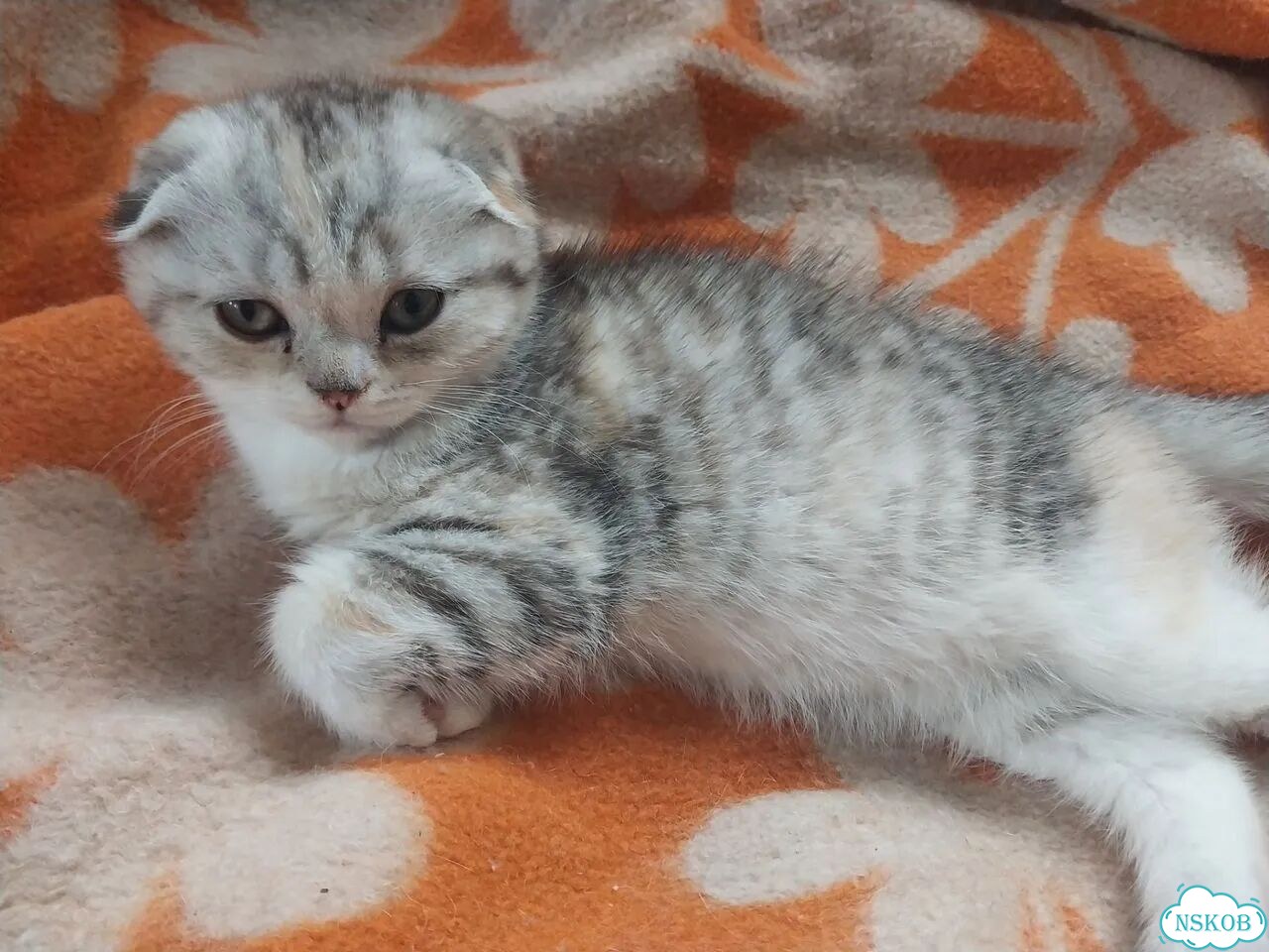 Шотландский вислоухий короткошёрстный котёнок фото 3