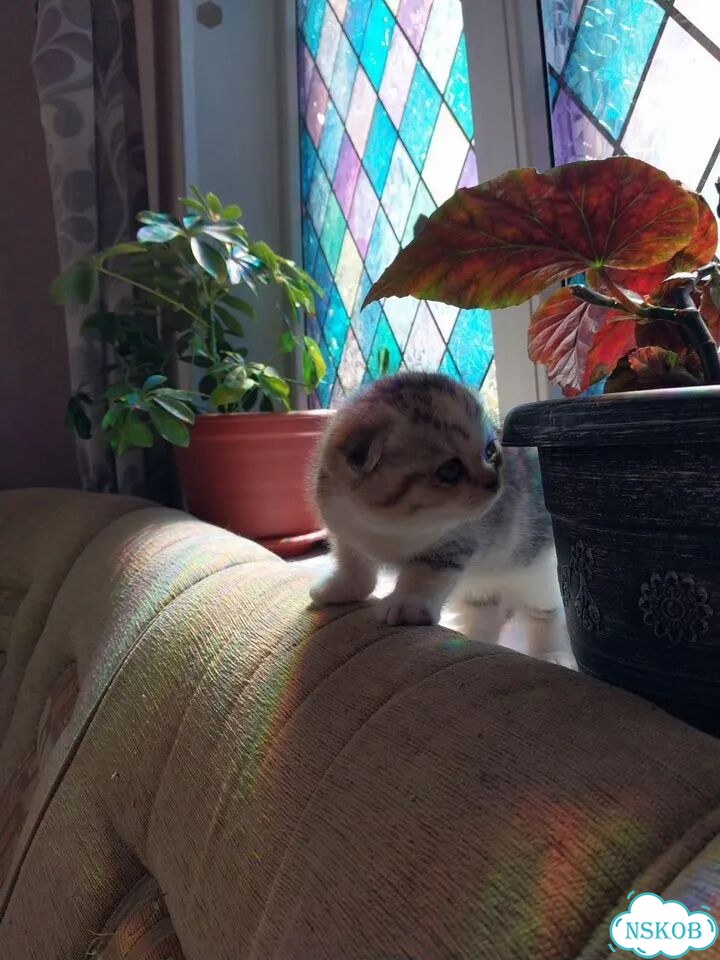 Шотландский вислоухий короткошёрстный котёнок фото 4