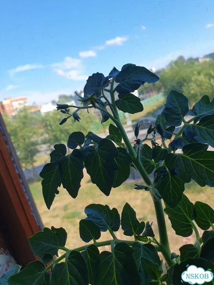Рассада помидор черри фото 4