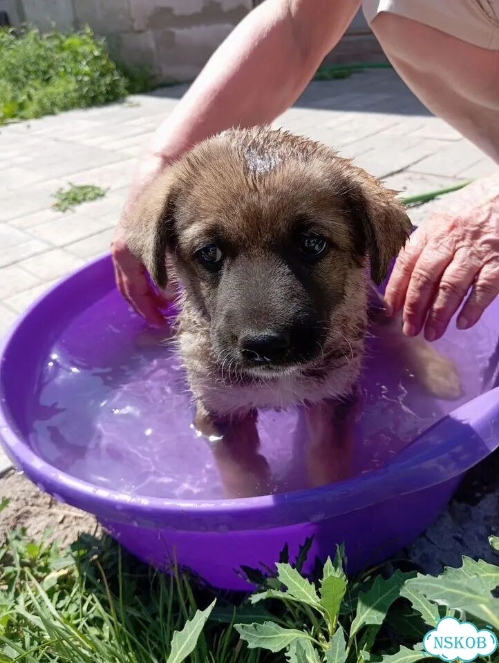 Щенок от частного владельца фото 1