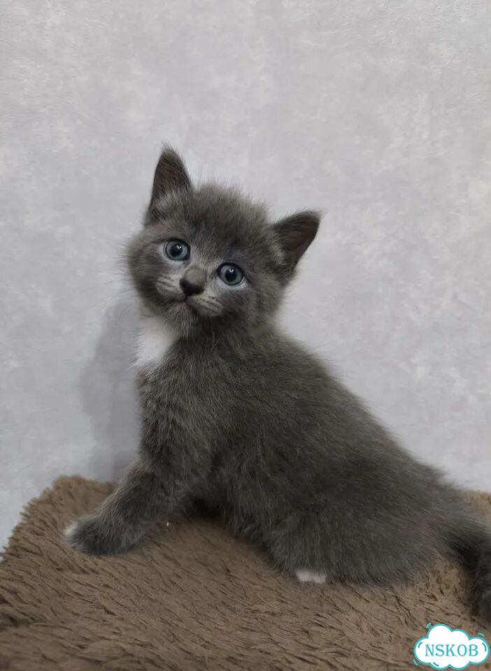 Котёнок от частного владельца фото 1