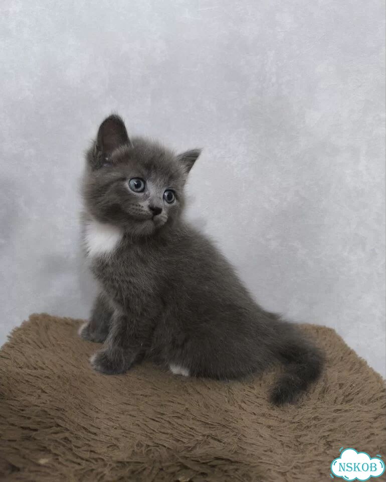 Котёнок от частного владельца фото 2
