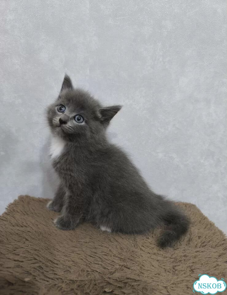 Котёнок от частного владельца фото 3