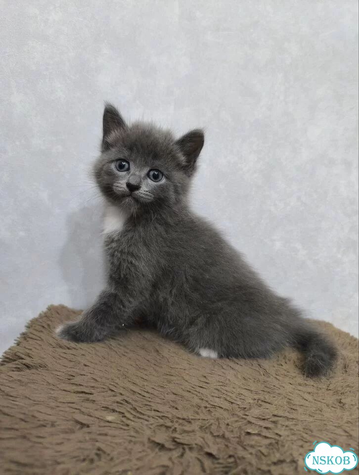 Котёнок от частного владельца фото 4