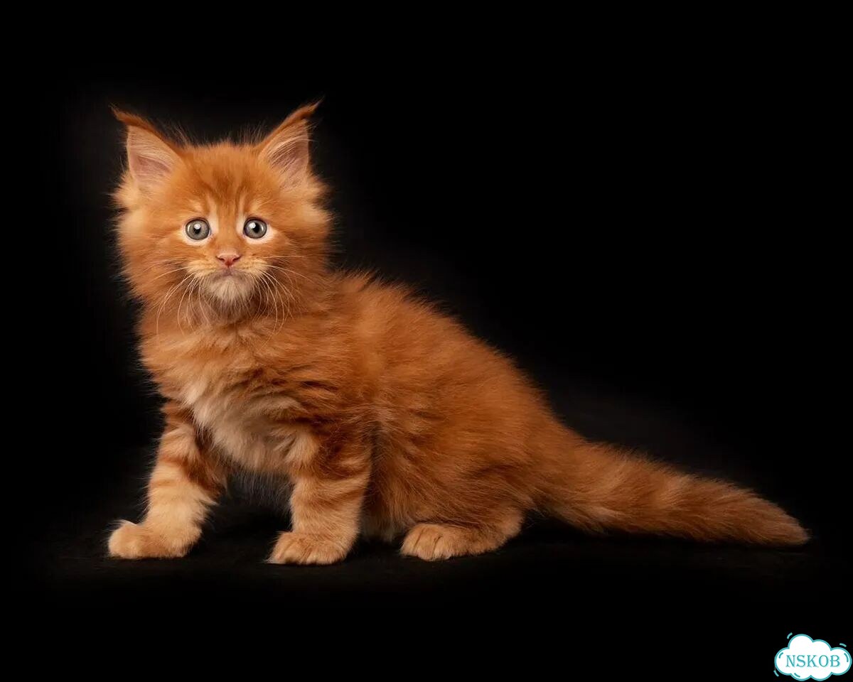 Мейн-кун котёнок фото 1