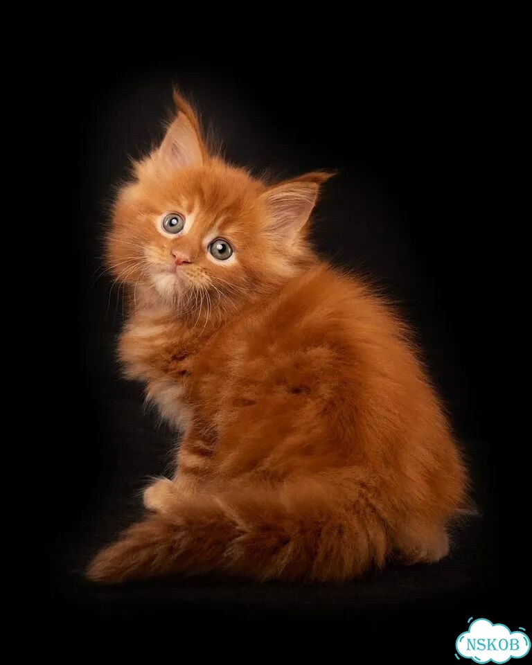 Мейн-кун котёнок фото 2