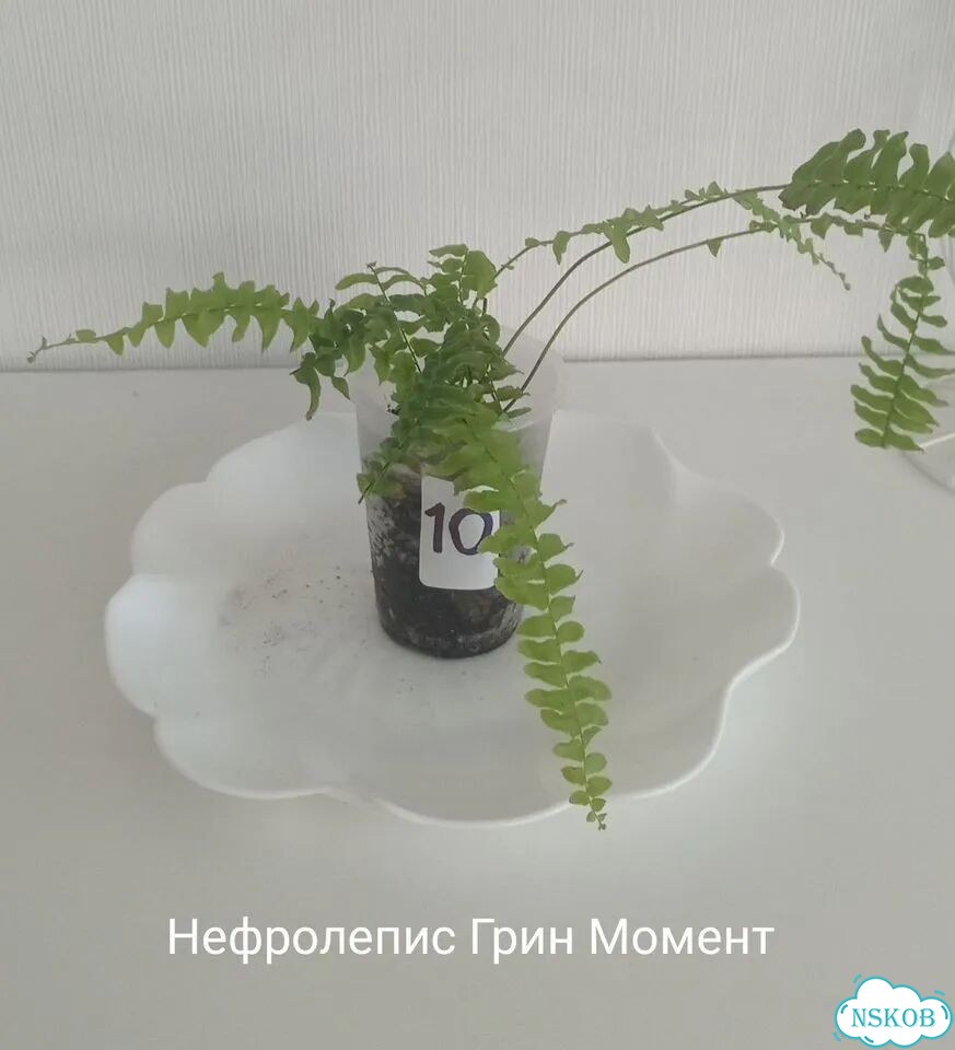 Комнатные растения фото 3