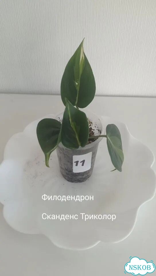Комнатные растения фото 4