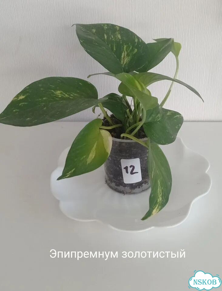 Комнатные растения фото 6