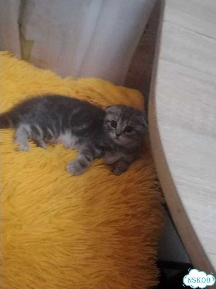 Шотландский вислоухий короткошёрстный котёнок фото 1