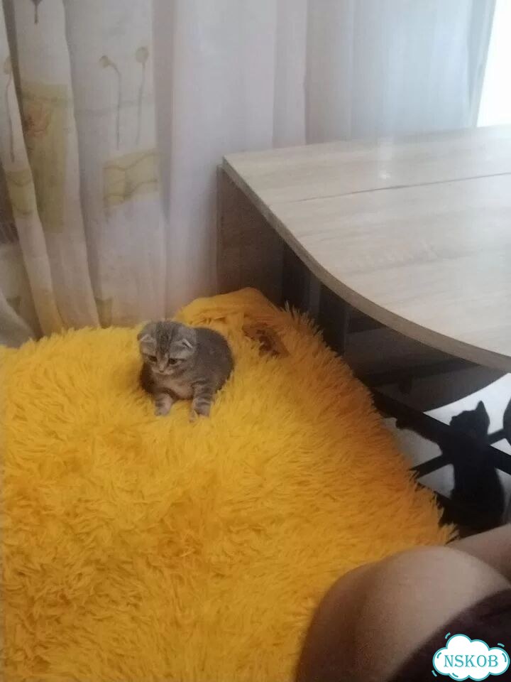 Шотландский вислоухий короткошёрстный котёнок фото 2