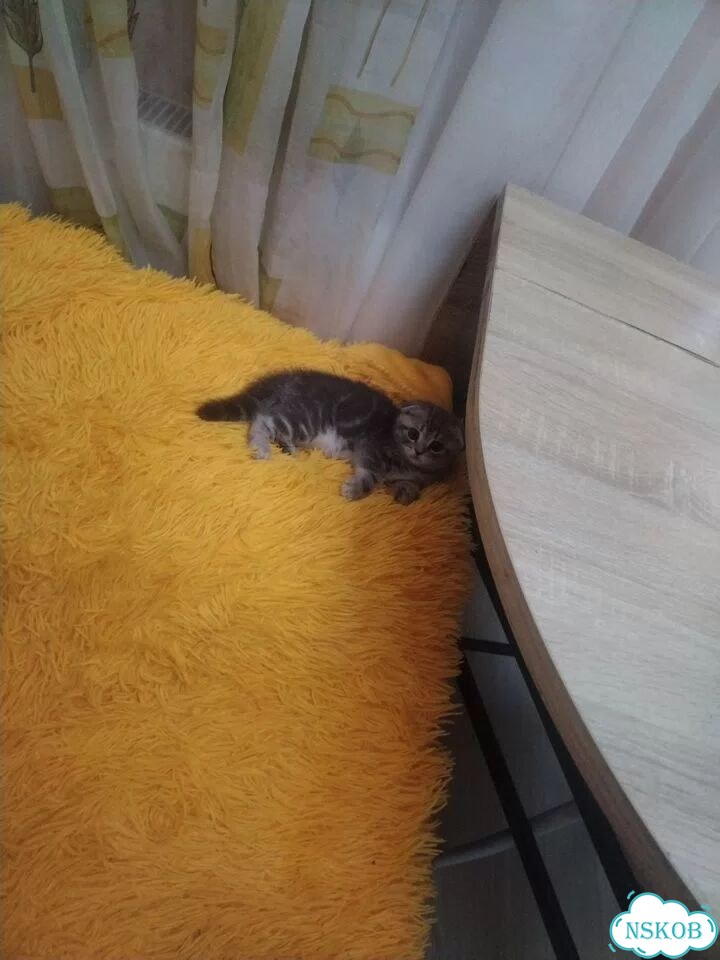 Шотландский вислоухий короткошёрстный котёнок фото 3