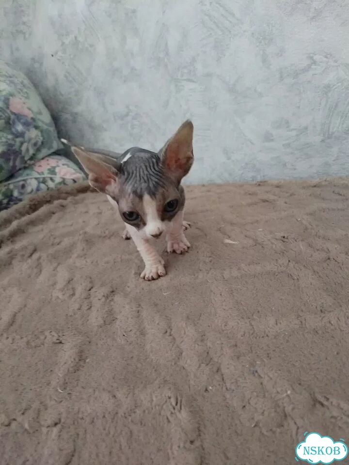 Канадский сфинкс котёнок фото 3
