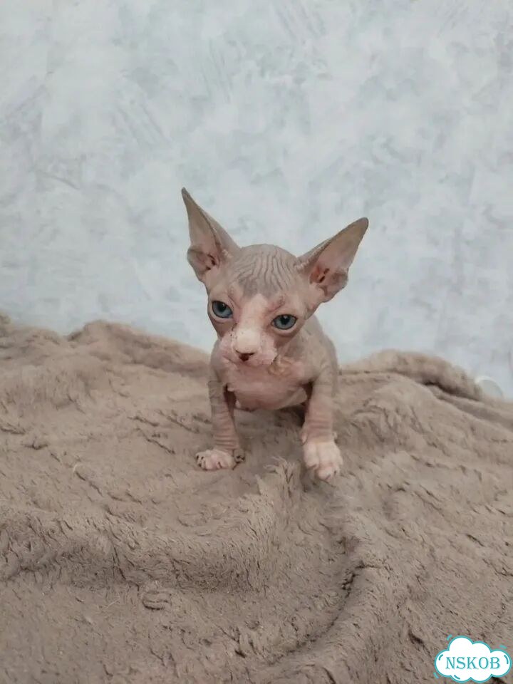 Канадский сфинкс котёнок фото 5