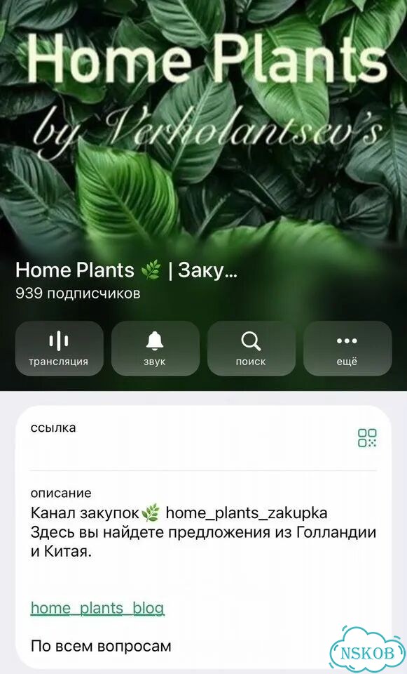 Алоказия махарани клоны в наличии фото 3
