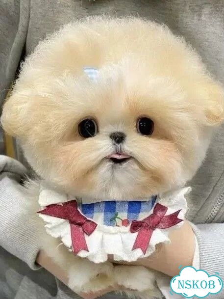 Мальтипу, щенок фото 1