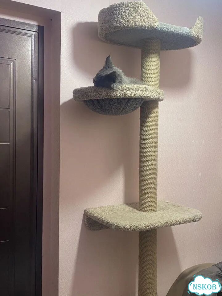 Когтеточка фото 2