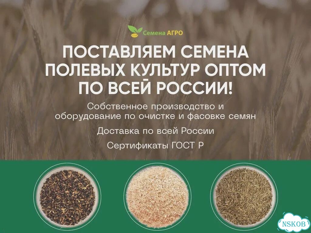 Полевица Побегоносная, семена опт фото 1