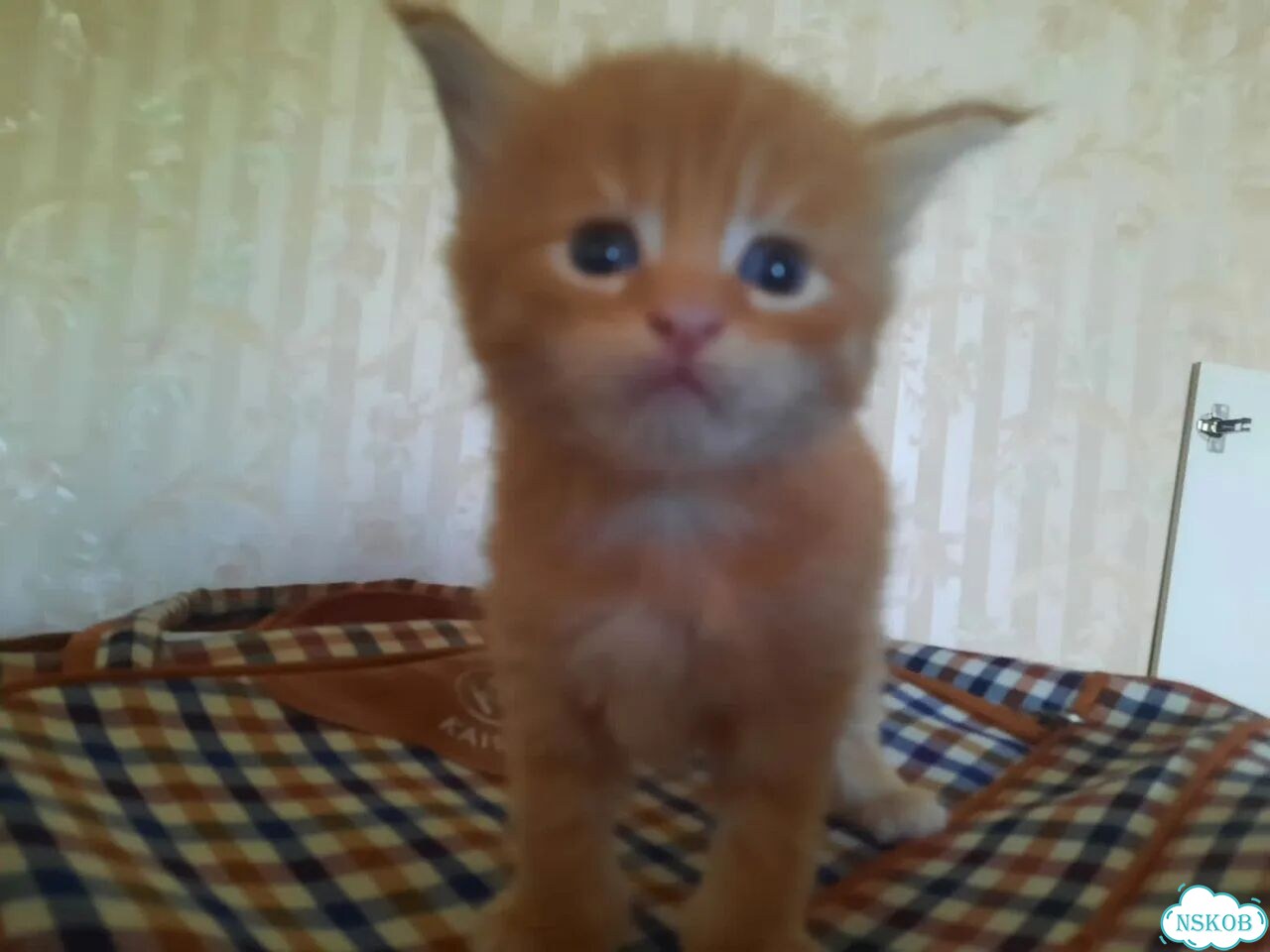 Мейн-кун котёнок фото 1