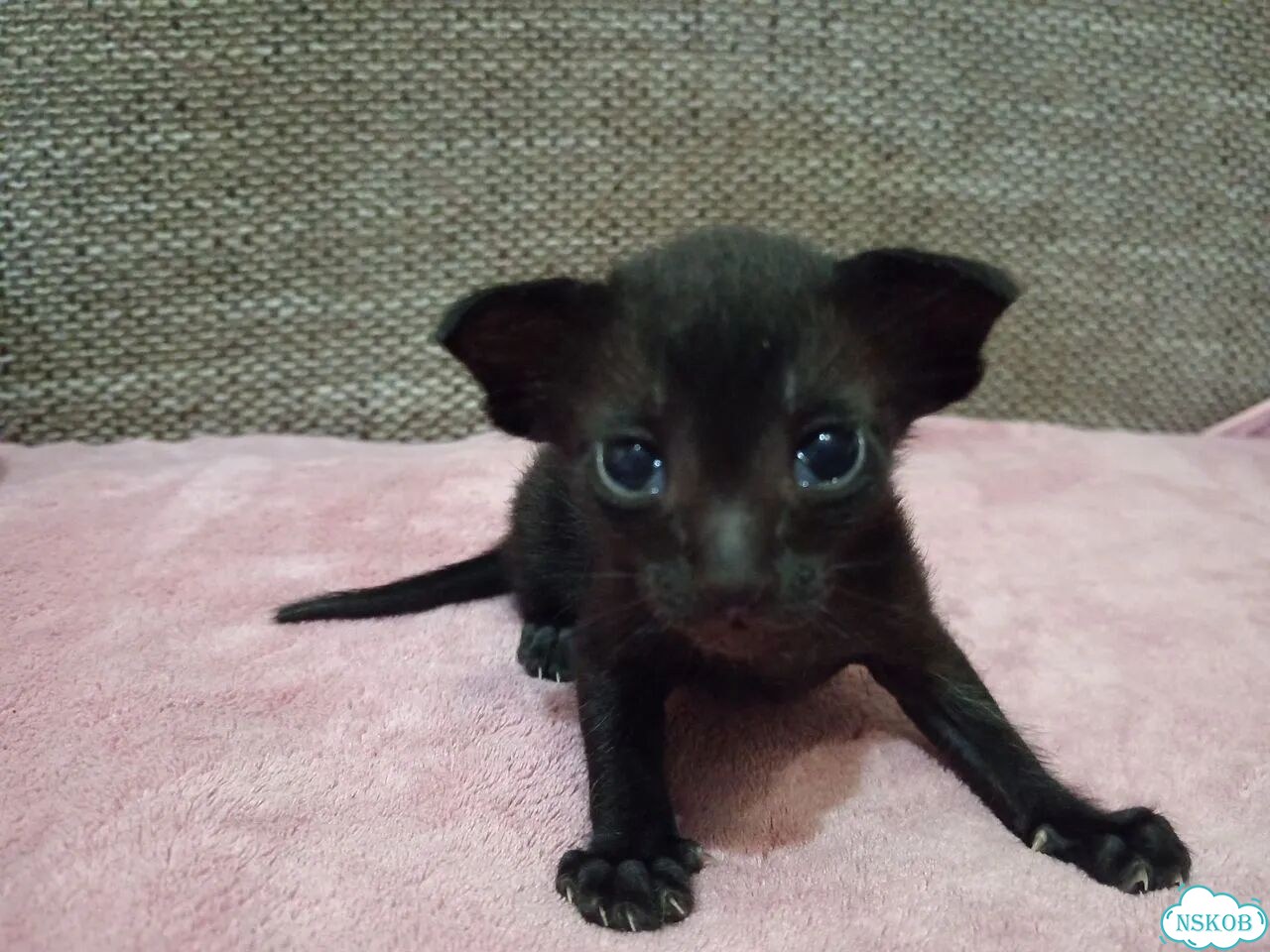 Ориентальный котёнок фото 1