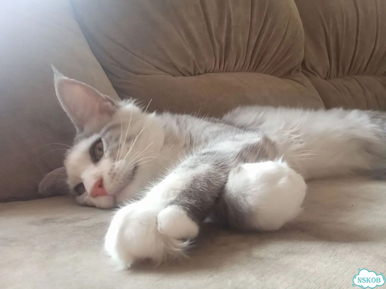 Мейн-кун котёнок фото 2