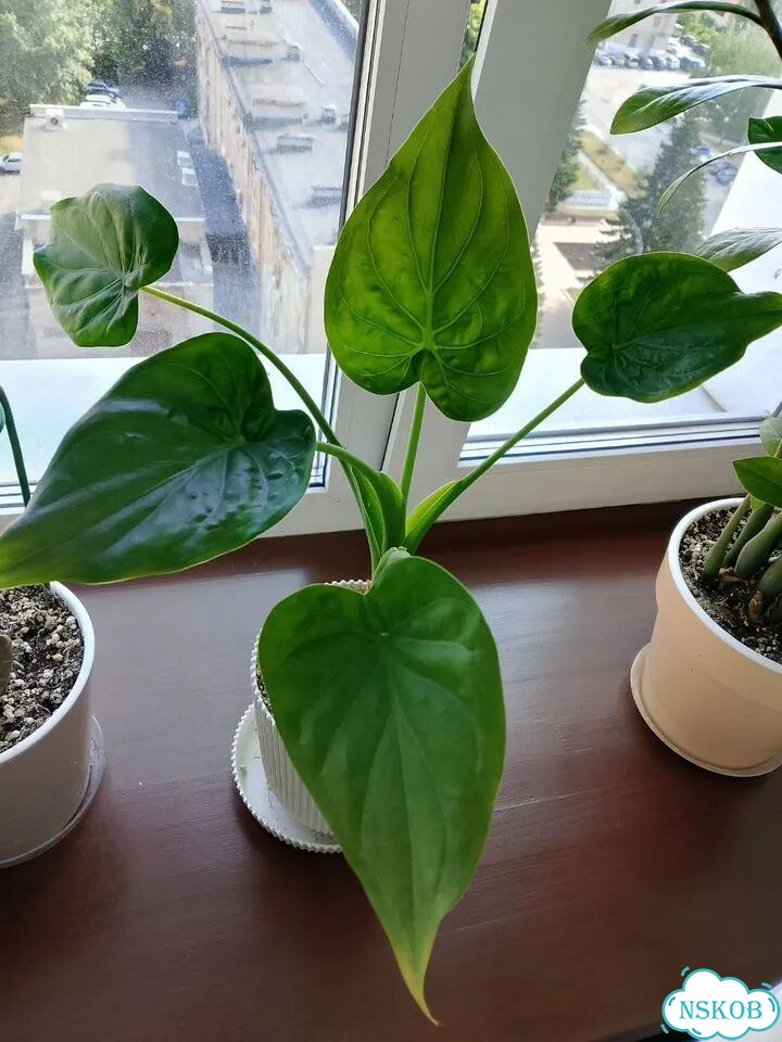 Алоказия cuculata кукулата фото 1
