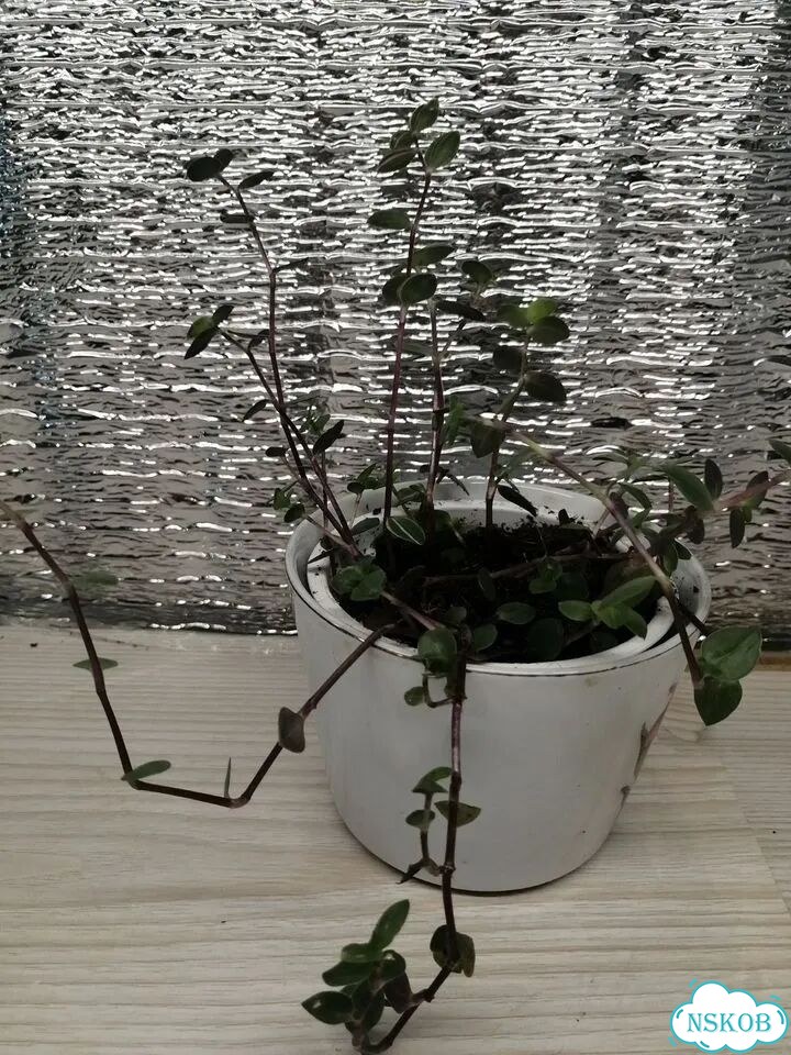 Комнатные цветы фото 2